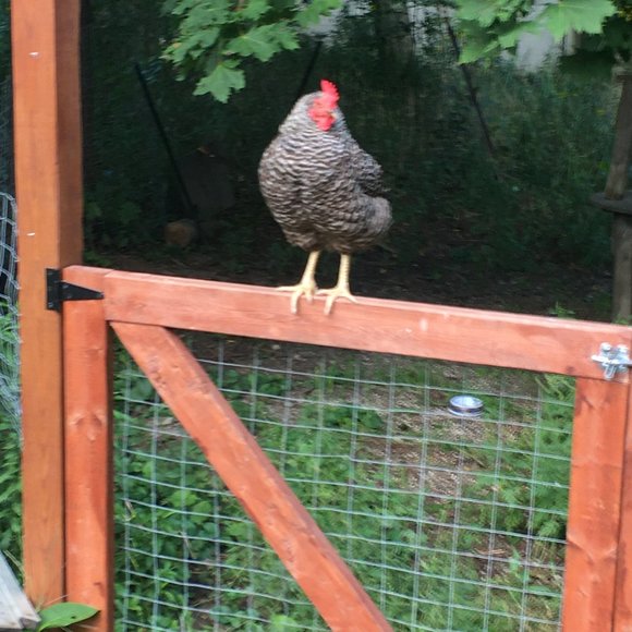 Michael Kors Handbags - pet chicken (not for sale)